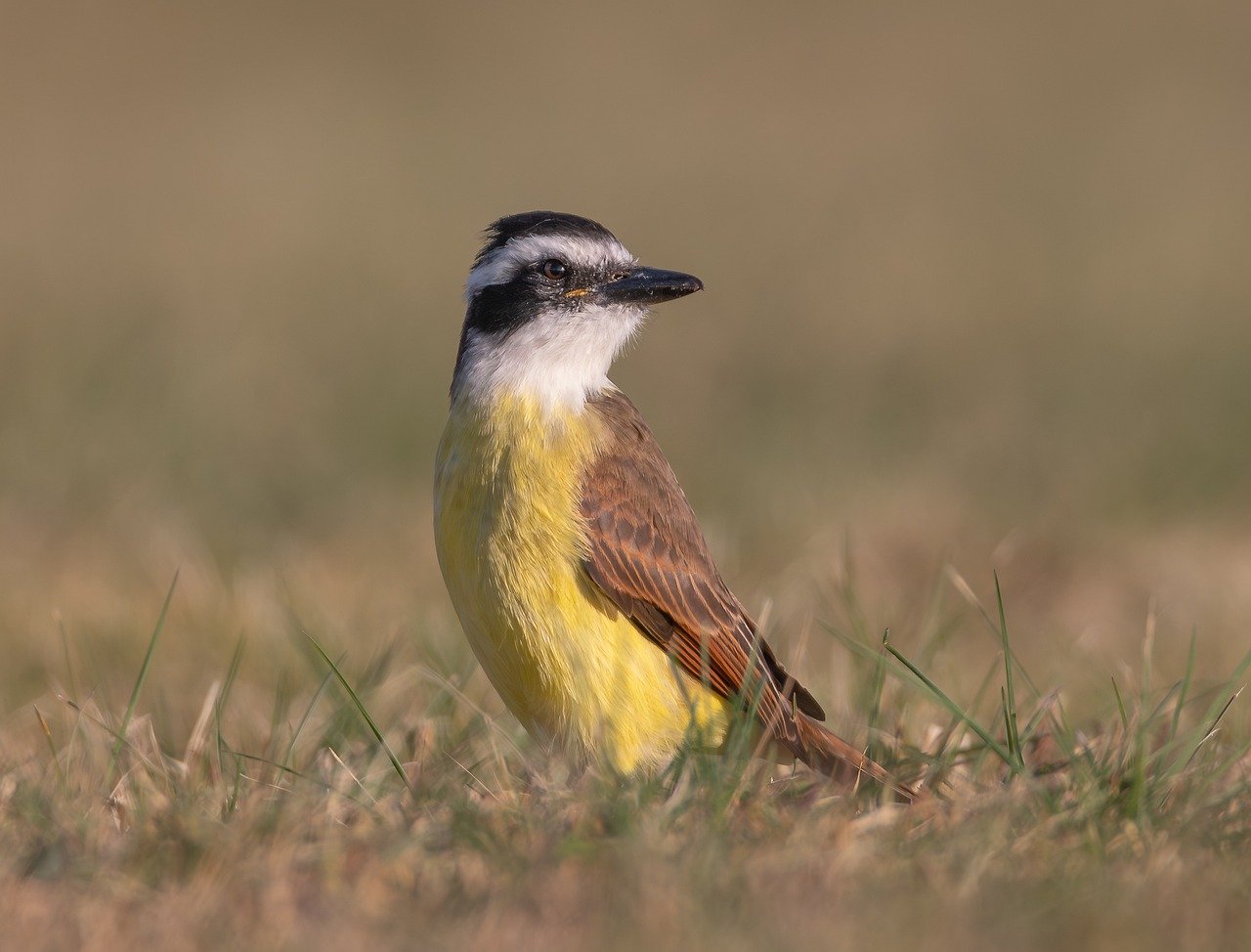 kiskadee, benteveo, bird-8782408.jpg